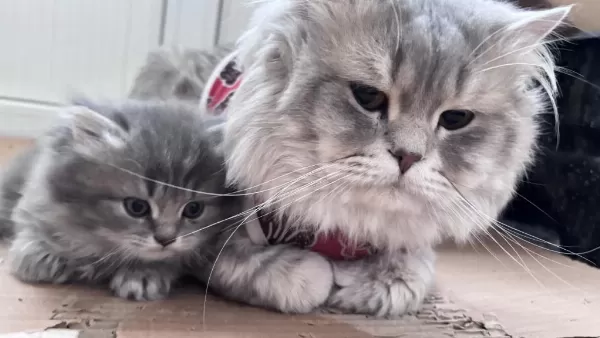 Scottish Fold Yavrular