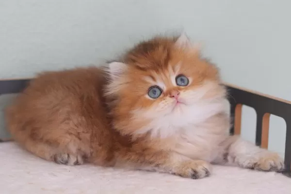 Safkan British Longhair Erkek