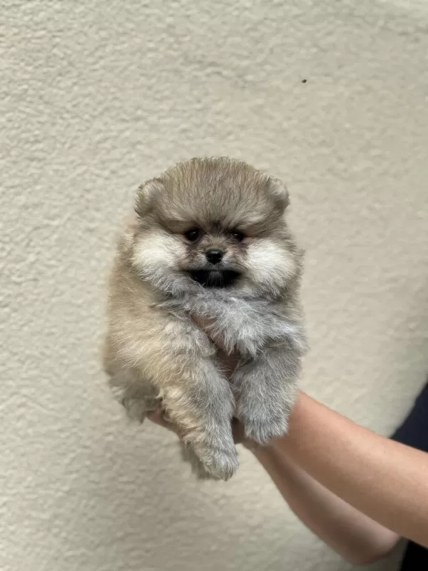 Pomeranian Yavruları İçin Ulaşın