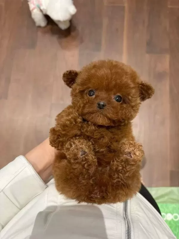 Orjinal Toy Poodle Yavrularımız