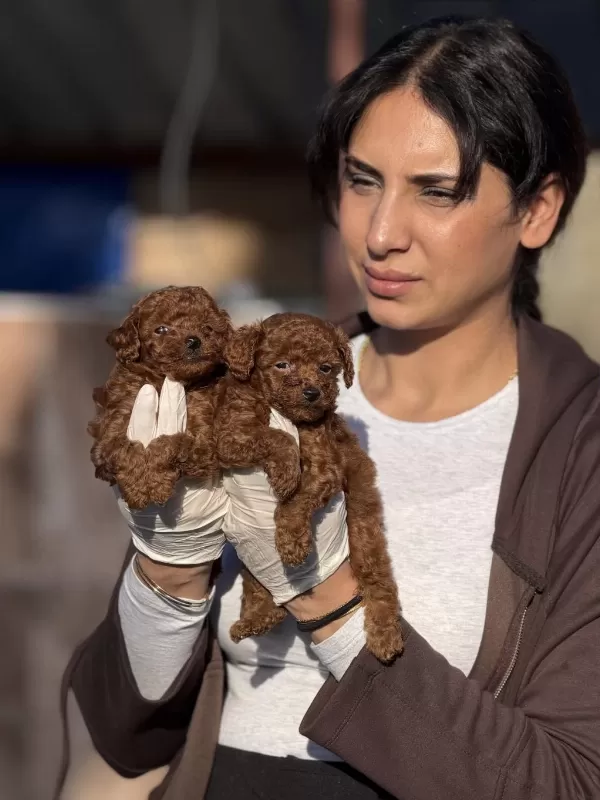 Kore Poodle Yavrularımız