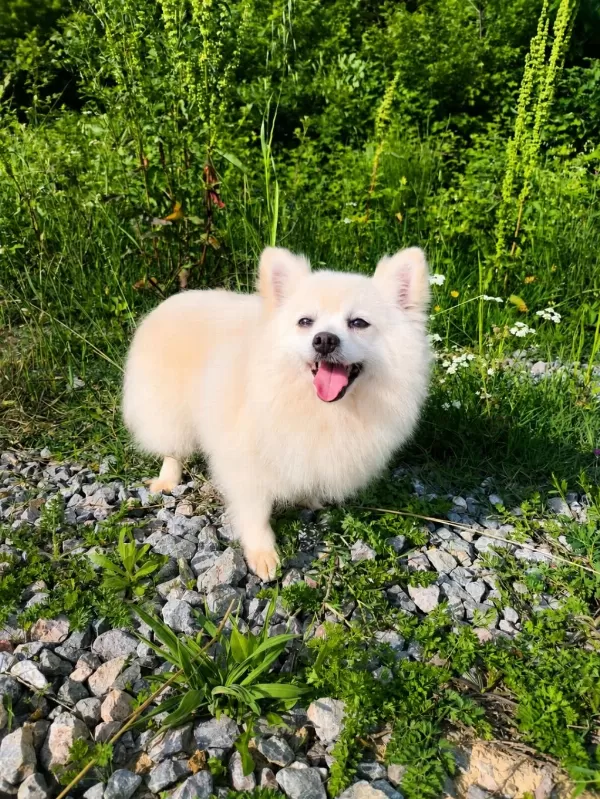 Kar Beyaz Pomeranian Pamuk Prenses