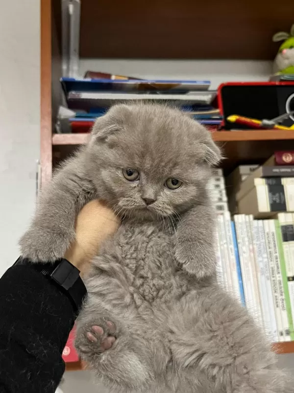 Scottish Fold Yavrularımız