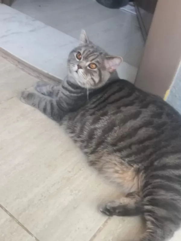 9 Aylık Erkek Kedimiz