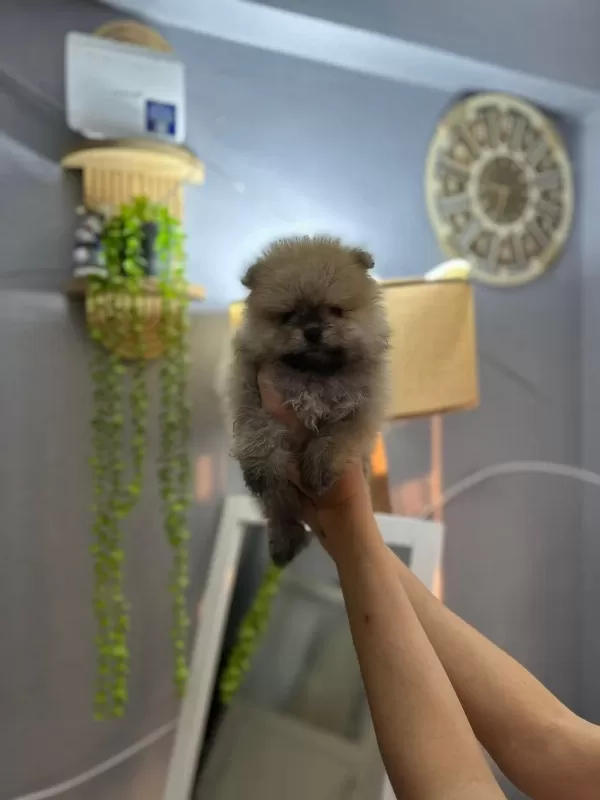 Pomeranian Boo Teddy Bear Yavrucuklar