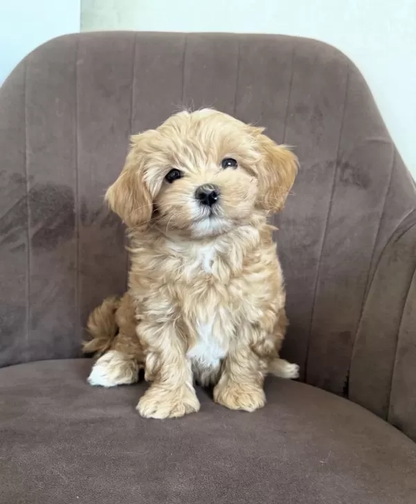 Maltipoo Yavrularımız Yeni Evlerini Bekliyor