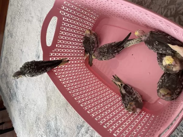 35 Günlük Sultan Papağanları Ve 1 Takım