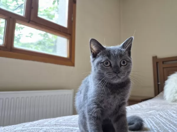 Erkek British Shorthair Yavrumuz Yeni Yuvasını Arıyor