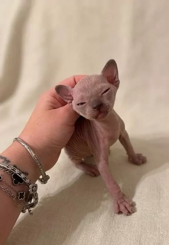Nadir İrk Kanada Sphynx Yavrularımız
