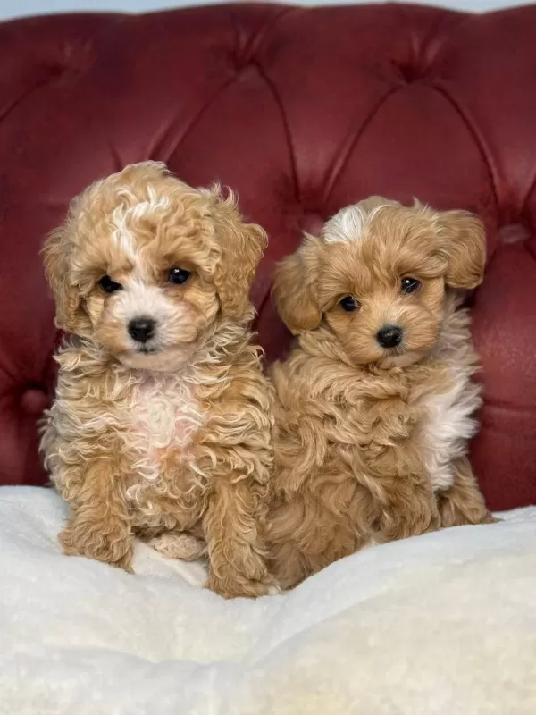 Wc Eğitimli Toy Boy Maltipoo Yavrularımız
