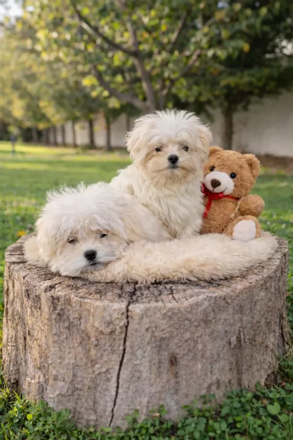 A Kalite Gerçek Maltipoo Yavrular