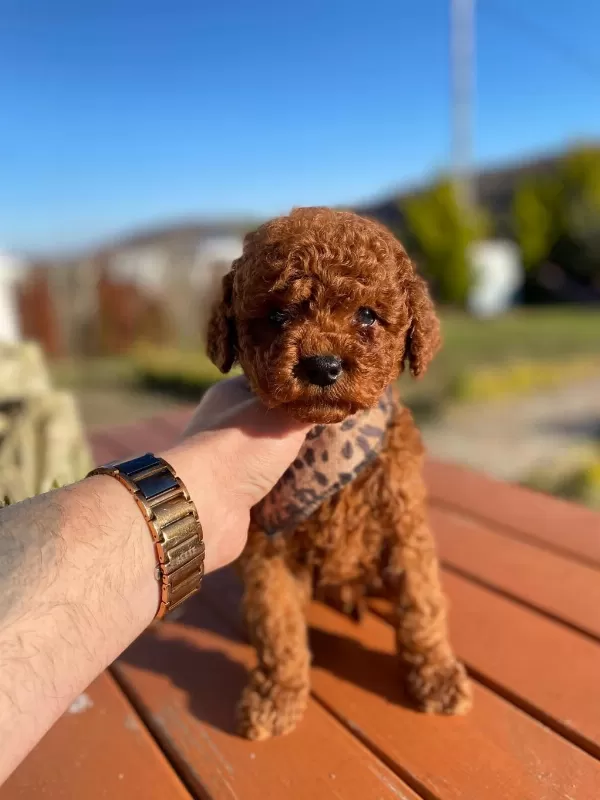 Max 2 Kg Olacak Poodle Bebekler