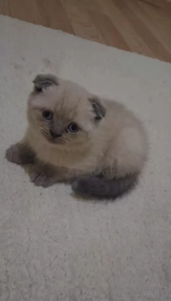 Minik Bebiş Kediler Yeni Yuvalarını Arıyor