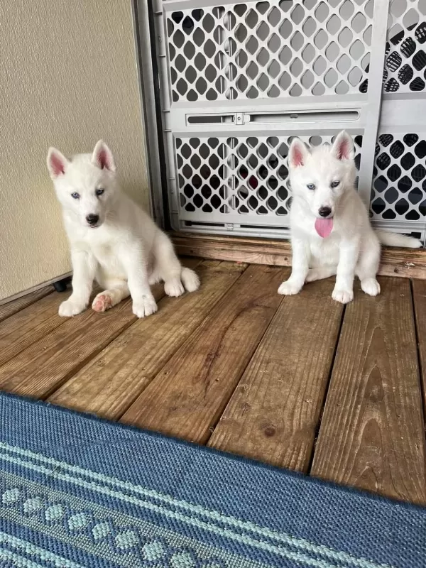 Safkan Mavi Gözlü Husky Yavrular