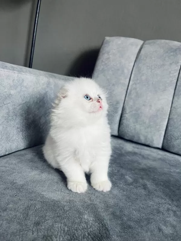 2 Aylık Uzun Tüylü Scottish Fold - Full Şecereli