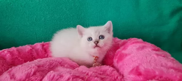 Bluepoint British Shorthair Dişi Yavrumuz Gitmeye Hazır