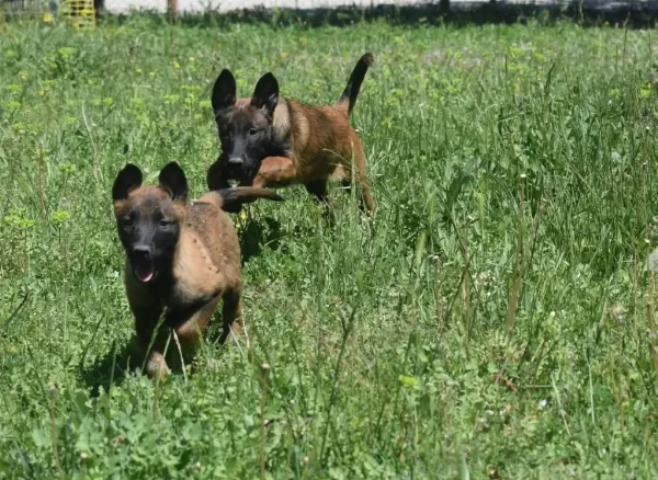 Dişi Malinois Yavrular