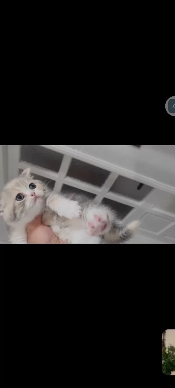 British Shorthair Kedisi