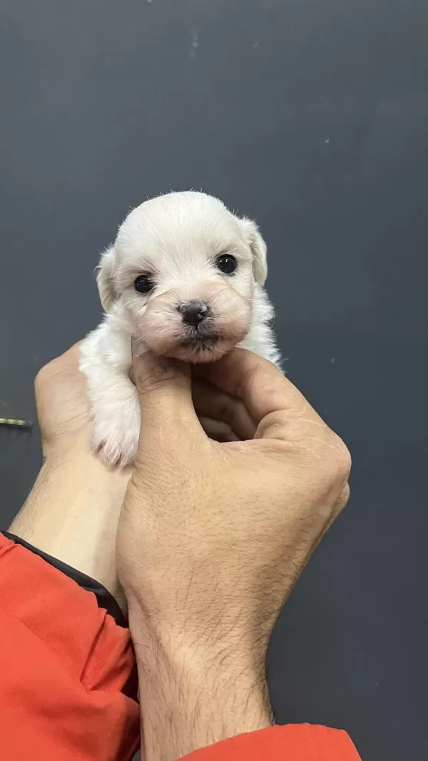 Minik Yavru Köpekler Yeni Yuvasına Gitmeye Hazırlar