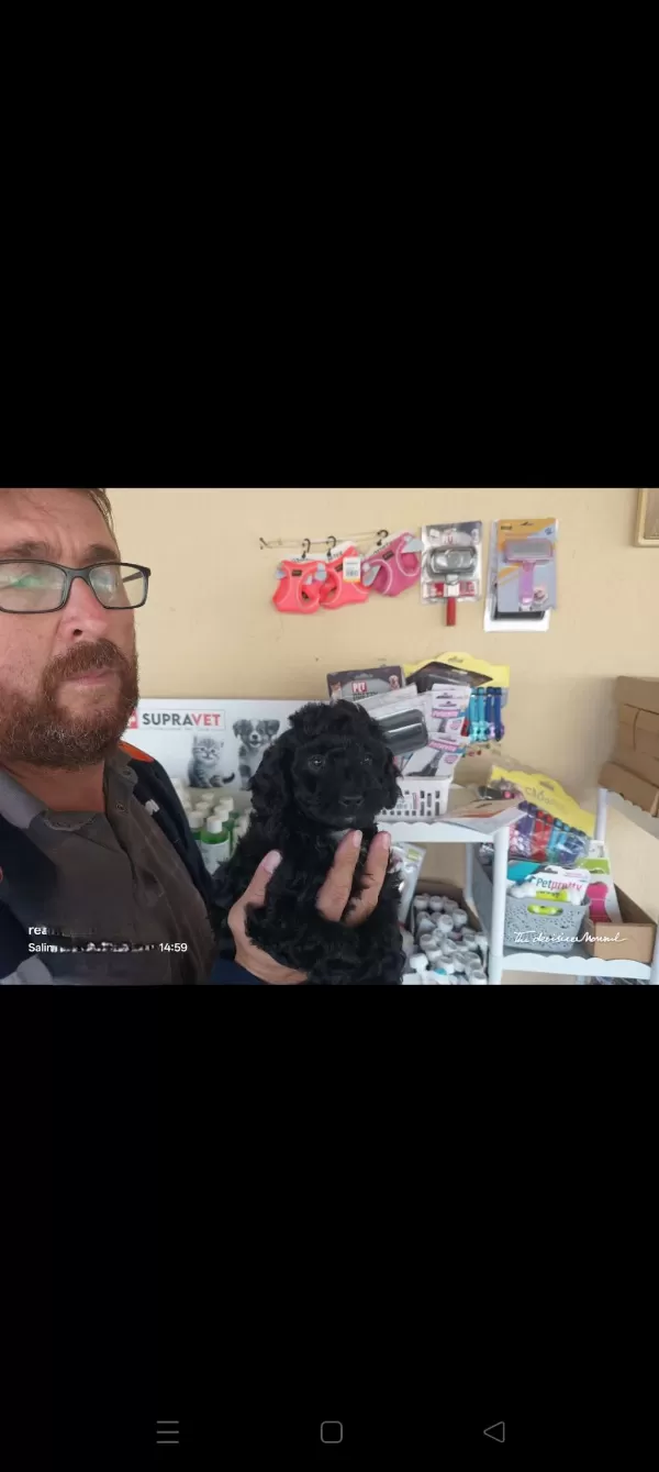 Bitter Çikolatalı Poodle