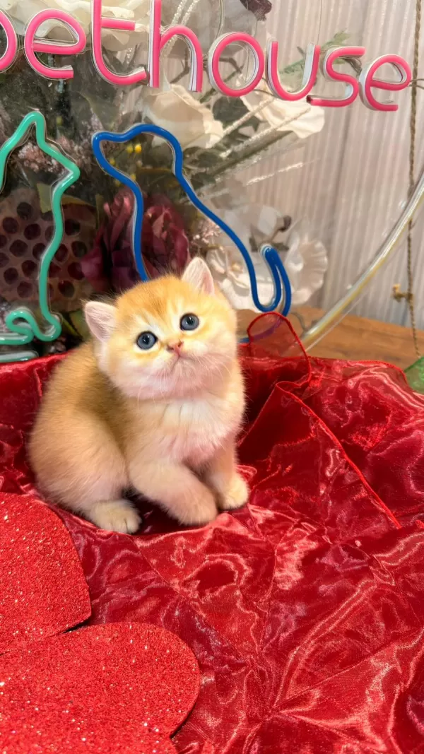 Golden Ny12 Top Kafa Safkan British Shorthair