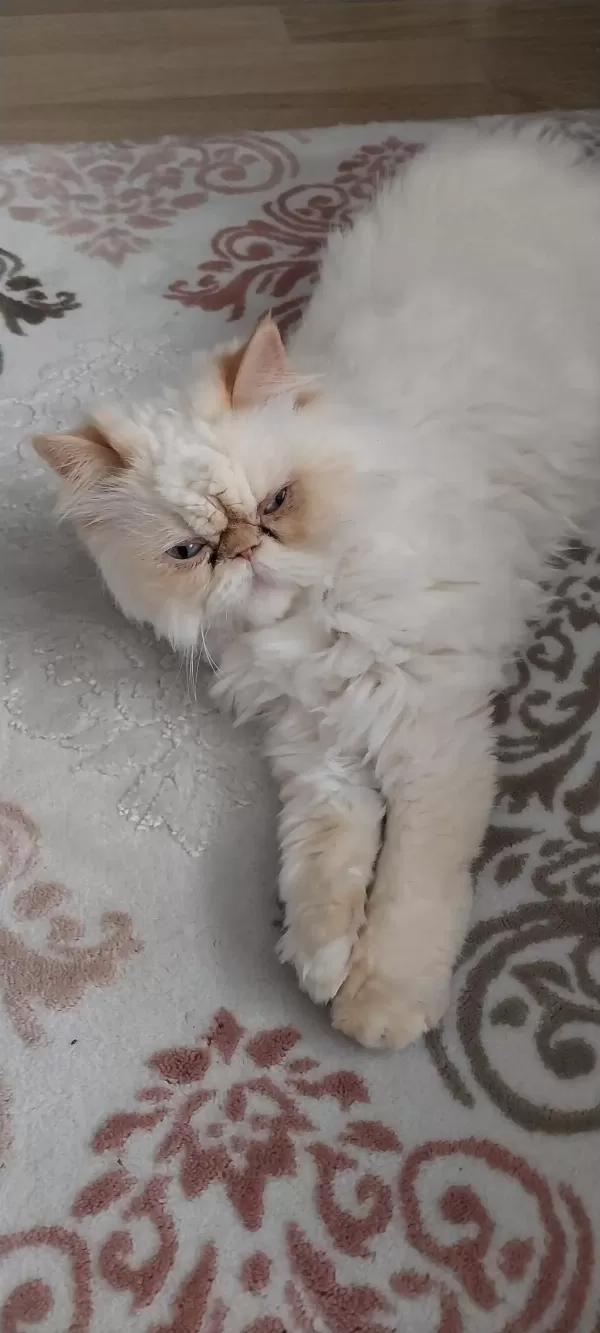 İran Kedisi 4 Yaşında Dişi