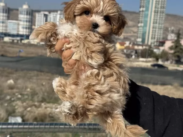 Petmode Köpek Çiftliğinde Ziyarete Açık Maltipoo