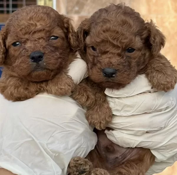 Toypoodle Yavruları Elite Seri Burada