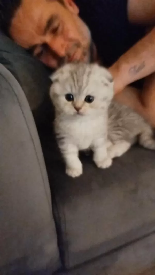 Cici Erkek Kedimiz Oğlumuz