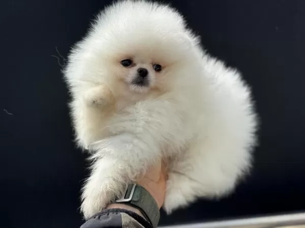 Ankarada Ziyarete Açık Teddy Face Pomeranian