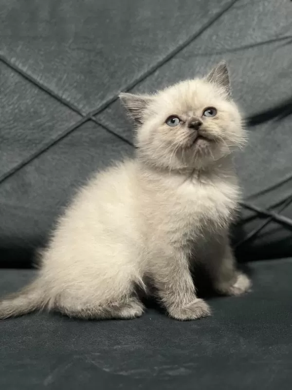 Mükemmel British Shorthair Yavrular Sakarya