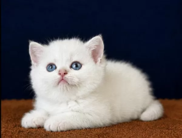 British Shorthair Ve Longhair Golden Yavrular