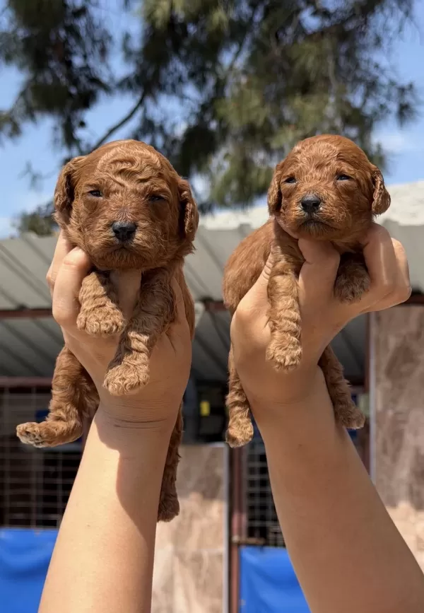 Kore Poodle Çok Sevimli Yavrular
