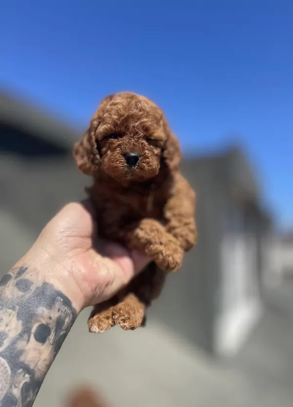 Red Brown Toy Poodle Yavru
