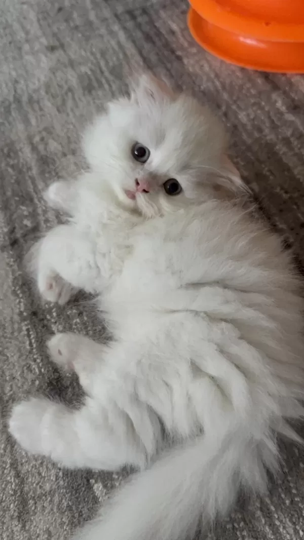 Scottish Fold Odd Eyes Yavrumuz