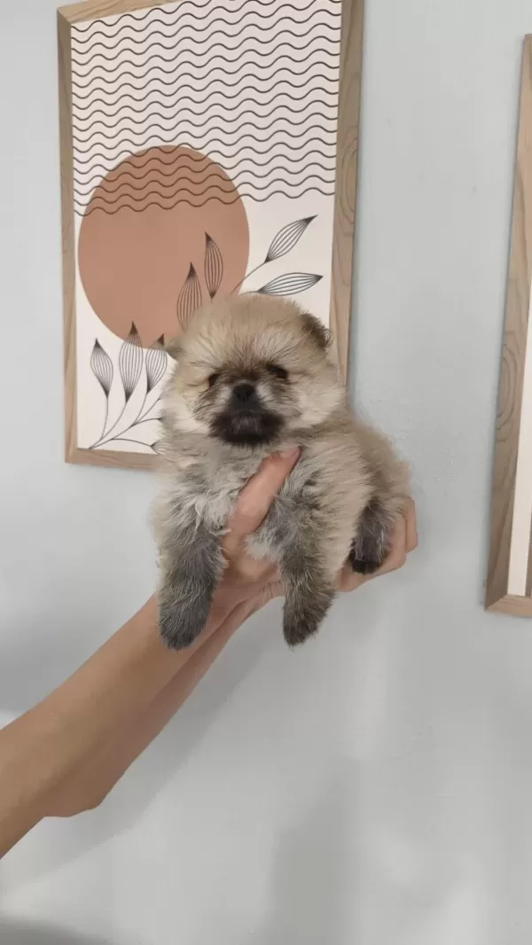 Pomeranian Boo Erkek Ve Dişi Yavrularımız