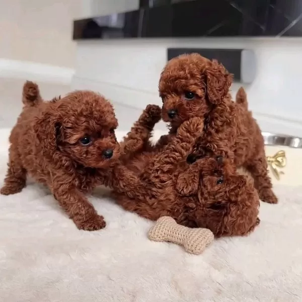 Kore Teacup Boy Toy Poodle Yavrular Türkiyenin İyileri