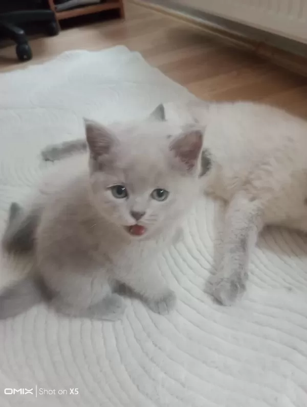 Evcil Hayvanlarımı Sahiplendiriyorum