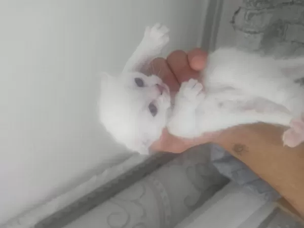 4 Adet Yavrumuz Scottish Fold Uyguna Verilecektir