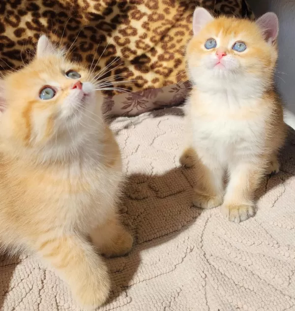 Safkan British Shorthair Ve Longhair Golden