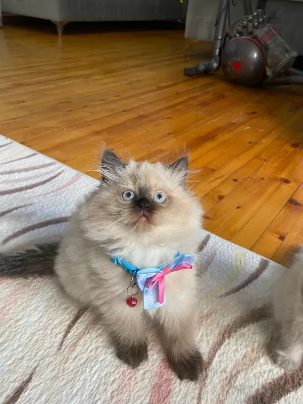 British Longhair Kedimiz
