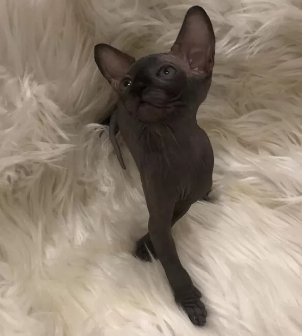 Sphynx Sfenks Dişi Erkek