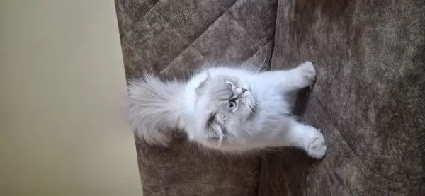 Şampiyon Scottish Fold Dişi