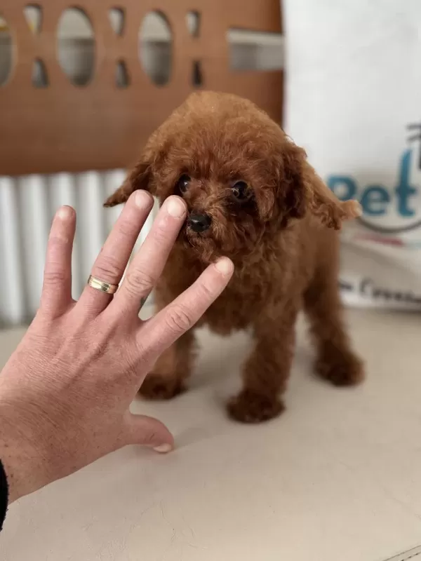 Petmode Köpek Çiftliğinden Tea Cup Kore Poodle