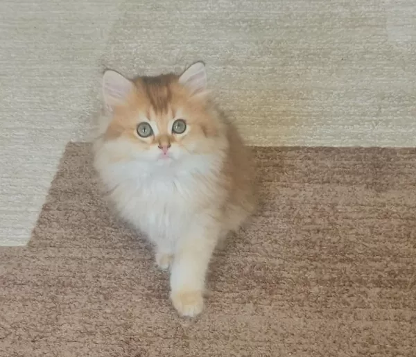 Golden Ny11 British Longhair Erkek