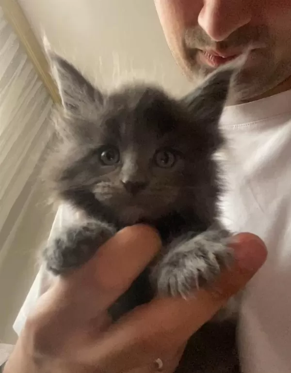 Dev Xxxl Kan Maine Coon Yavrular