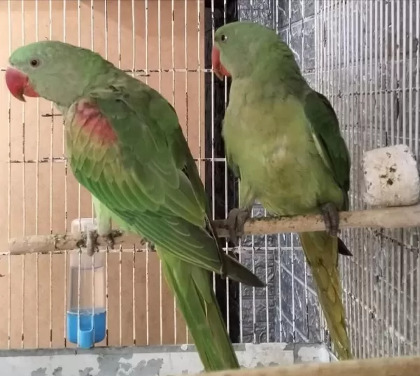 Kapalı Bilezik Pakistan Papağanları