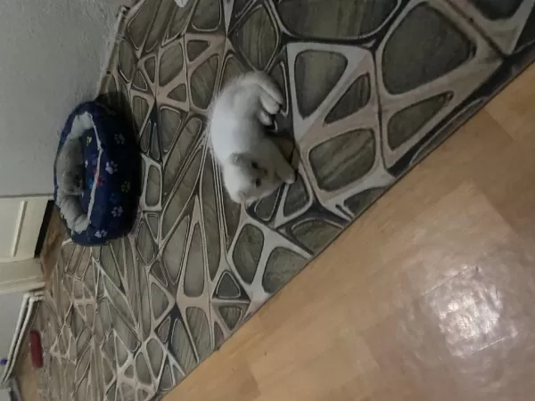 Ücretsiz Sahiplendirme Scottish Fold