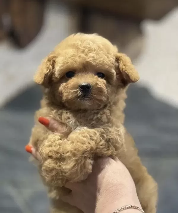 Mini Maltipoo Bebeklerimiz