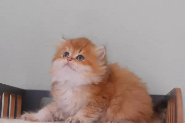 Safkan British Longhair Erkek